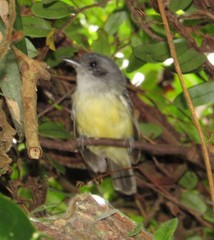 Dysithamnus mentalis