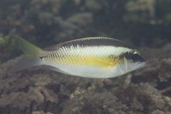 Scolopsis margaritifera