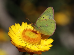 Colias nilagiriensis