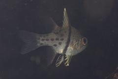 Sphaeramia orbicularis