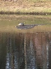 Pseudemys peninsularis