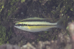 Scolopsis margaritifera