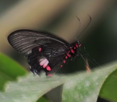 Parides anchises