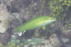 Halichoeres chloropterus