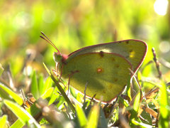 Colias nilagiriensis