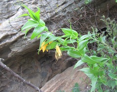 Gloriosa modesta