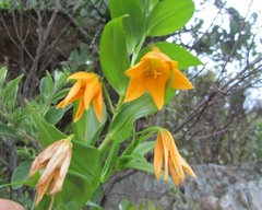 Gloriosa modesta