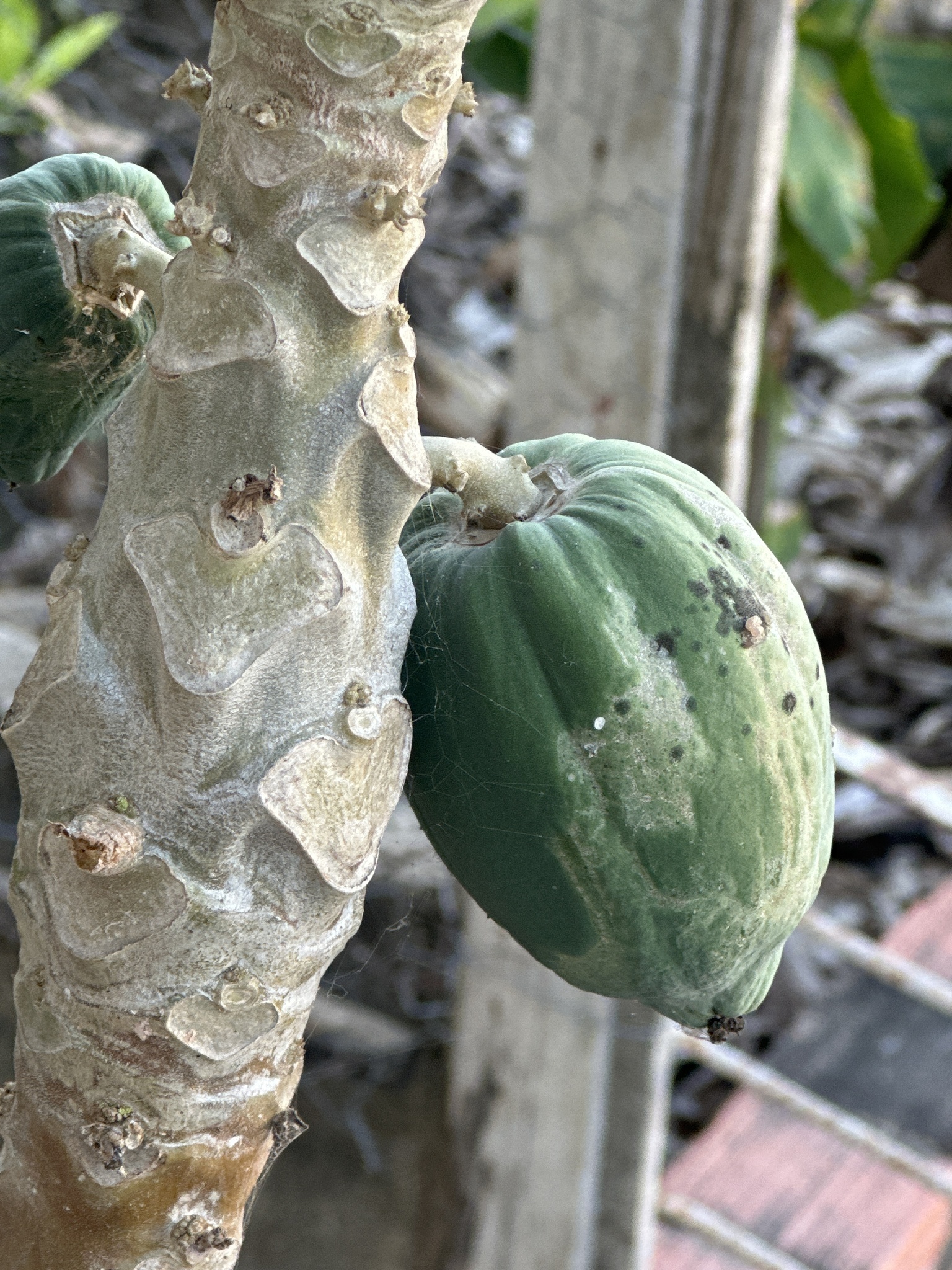 Carica papaya