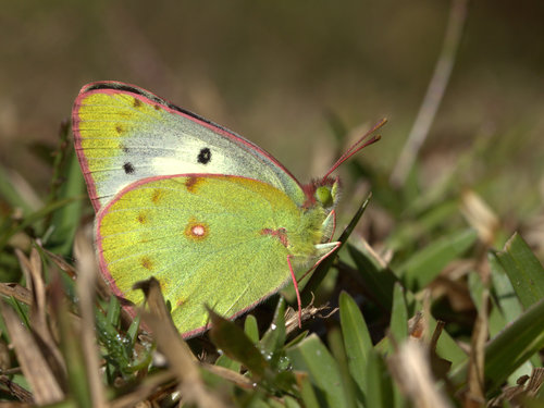 Nilgiri Clouded Yellow