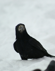 Corvus frugilegus