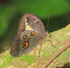 Dasyophthalma creusa