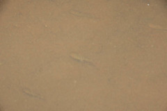 Barbodes semifasciolatus