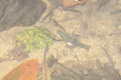 Macrobrachium laevis