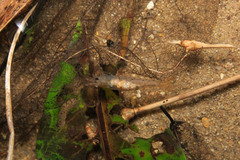 Caridina cantonensis