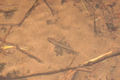 Opsariichthys evolans