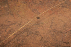 Xiphophorus hellerii