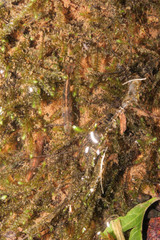 Neocaridina palmata