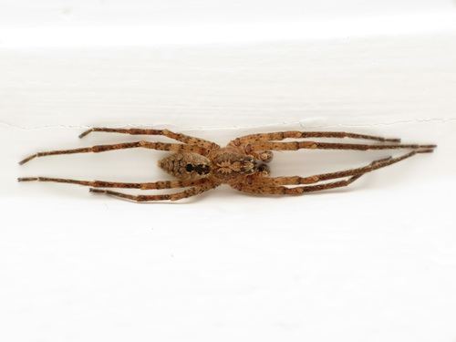 Zoropsid spider