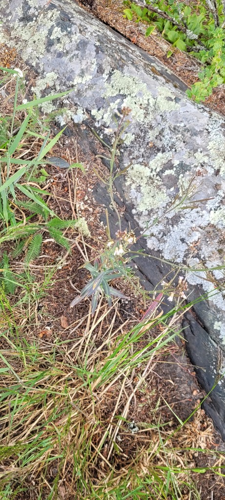 drummond's rockcress from Thunder Bay District, ON, Canada on July 8 ...