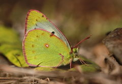 Colias nilagiriensis