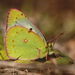 Nilgiri Clouded Yellow - Photo (c) Firos AK, some rights reserved (CC BY), uploaded by Firos AK