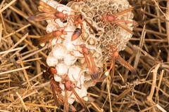 Belonogaster lateritia