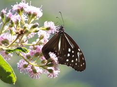 Parantica nilgiriensis