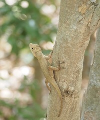 Anolis cristatellus