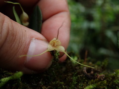 Masdevallia nidifica