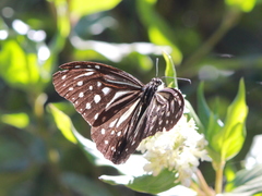 Parantica nilgiriensis