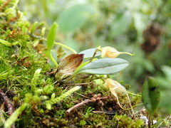 Masdevallia nidifica