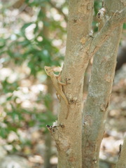 Anolis cristatellus