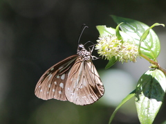 Parantica nilgiriensis