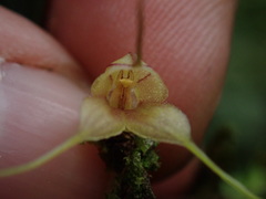 Masdevallia nidifica