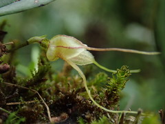 Masdevallia nidifica