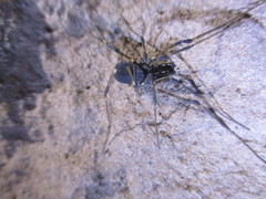 Ischyropsalis