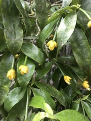 Palicourea schunkei