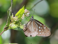 Parantica nilgiriensis