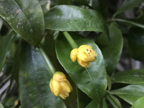 Psychotria schunkei · iNaturalist