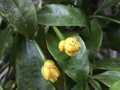 Palicourea schunkei