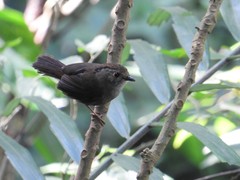 Schoeniparus brunneus