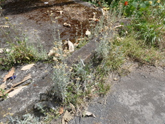 Helichrysum luteoalbum image