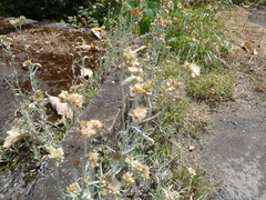 Helichrysum luteoalbum image