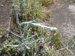 Helichrysum luteoalbum image