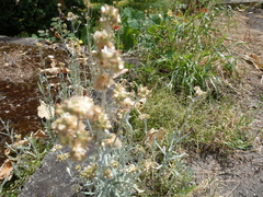 Helichrysum luteoalbum image