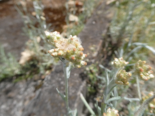 Helichrysum luteoalbum image