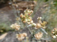 Helichrysum luteoalbum image