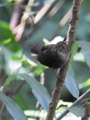 Schoeniparus brunneus