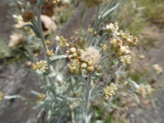 Helichrysum luteoalbum image