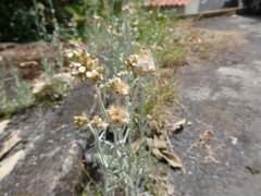 Helichrysum luteoalbum image